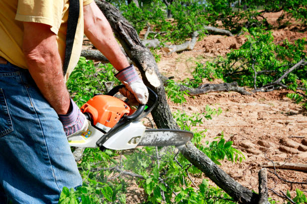 The Steps Involved in Our Tree Care Process in South Venice, FL